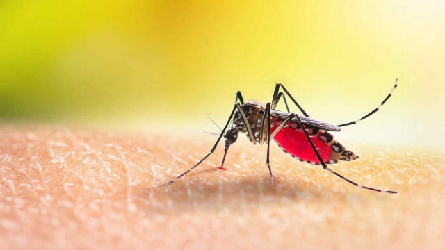 Ordinanza 96/22: misure di lotta alle zanzare